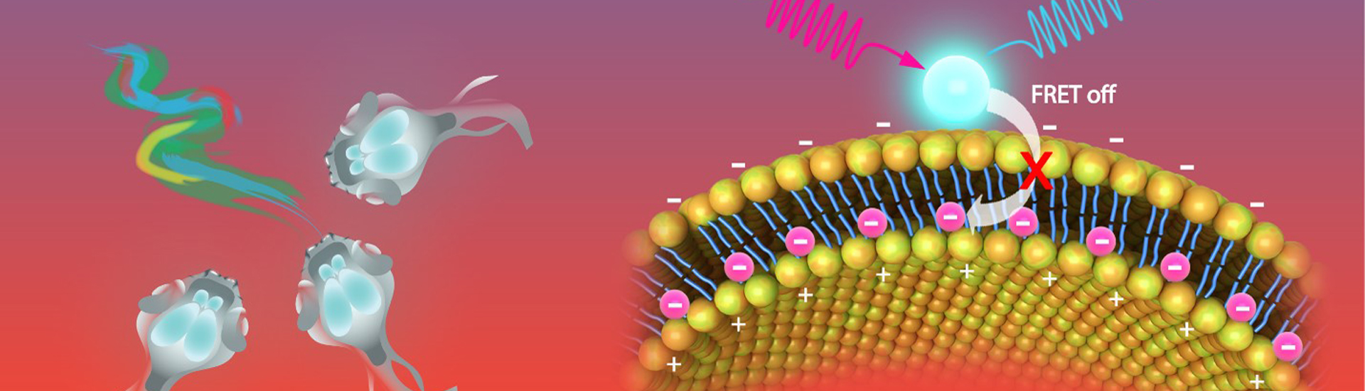 研制出近紅外激發(fā)的電壓納米探針，用于神經(jīng)元電信號(hào)在體成像